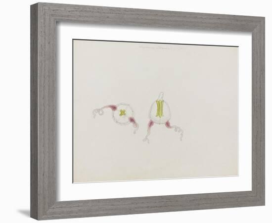 Saphenia Titania: Jellyfish-Philip Henry Gosse-Framed Giclee Print