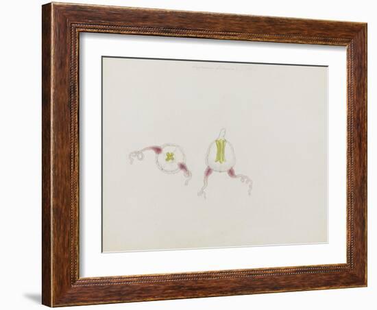 Saphenia Titania: Jellyfish-Philip Henry Gosse-Framed Giclee Print