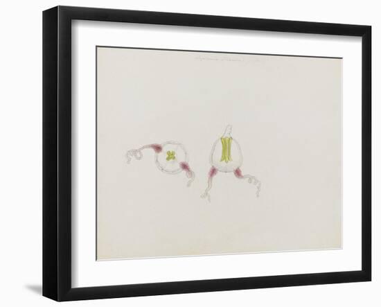 Saphenia Titania: Jellyfish-Philip Henry Gosse-Framed Giclee Print