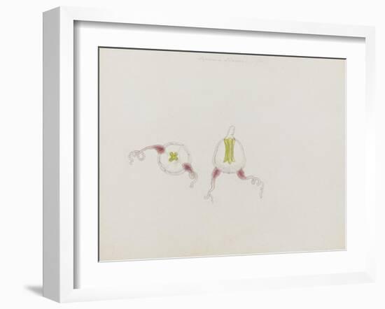 Saphenia Titania: Jellyfish-Philip Henry Gosse-Framed Giclee Print