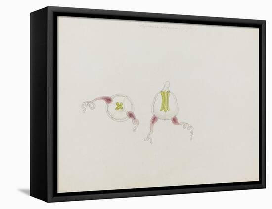 Saphenia Titania: Jellyfish-Philip Henry Gosse-Framed Premier Image Canvas