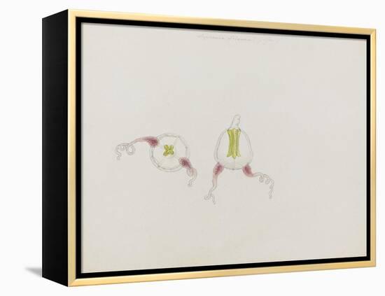 Saphenia Titania: Jellyfish-Philip Henry Gosse-Framed Premier Image Canvas