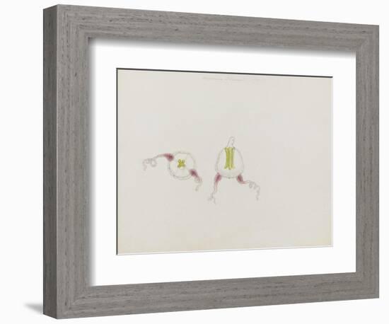 Saphenia Titania: Jellyfish-Philip Henry Gosse-Framed Giclee Print