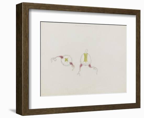 Saphenia Titania: Jellyfish-Philip Henry Gosse-Framed Giclee Print