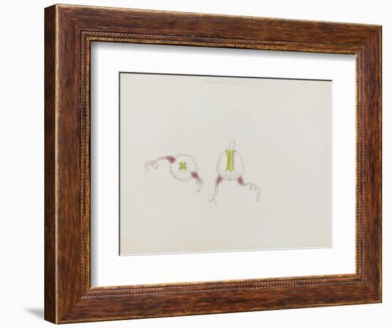 Saphenia Titania: Jellyfish-Philip Henry Gosse-Framed Giclee Print