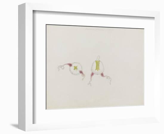 Saphenia Titania: Jellyfish-Philip Henry Gosse-Framed Giclee Print