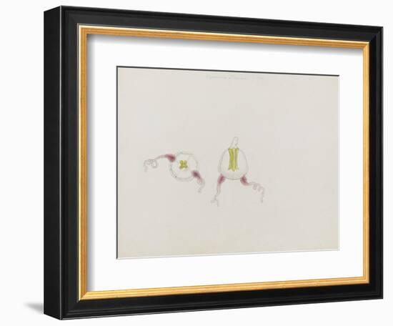 Saphenia Titania: Jellyfish-Philip Henry Gosse-Framed Giclee Print