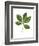 Sapindaceae Leaf of Yellow Buckeye Aesculus Flava-null-Framed Giclee Print