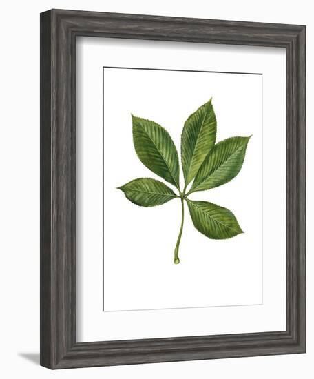 Sapindaceae Leaf of Yellow Buckeye Aesculus Flava-null-Framed Giclee Print