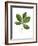 Sapindaceae Leaf of Yellow Buckeye Aesculus Flava-null-Framed Giclee Print