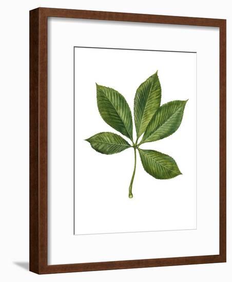 Sapindaceae Leaf of Yellow Buckeye Aesculus Flava-null-Framed Giclee Print