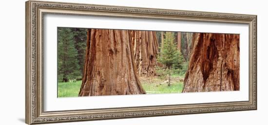 Sapling Among Full Grown Sequoias, Sequoia National Park, California, USA-null-Framed Photographic Print