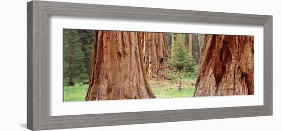 Sapling Among Full Grown Sequoias, Sequoia National Park, California, USA-null-Framed Photographic Print