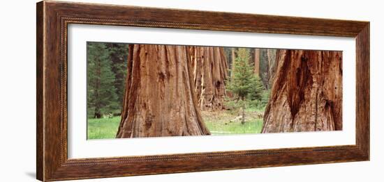 Sapling Among Full Grown Sequoias, Sequoia National Park, California, USA-null-Framed Photographic Print