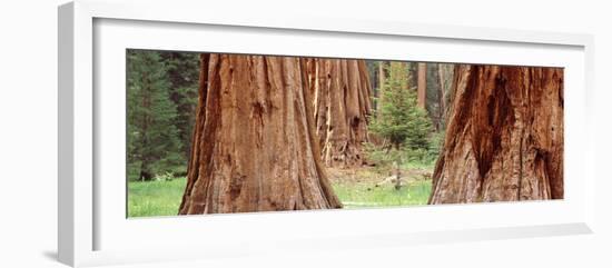 Sapling Among Full Grown Sequoias, Sequoia National Park, California, USA-null-Framed Photographic Print