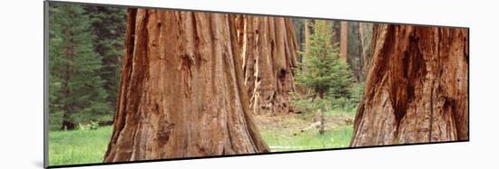 Sapling Among Full Grown Sequoias, Sequoia National Park, California, USA-null-Mounted Photographic Print