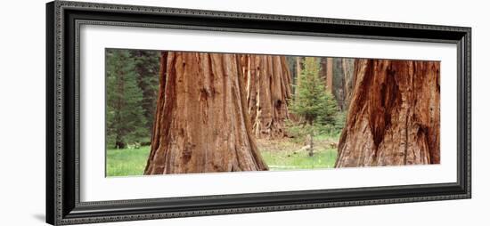 Sapling Among Full Grown Sequoias, Sequoia National Park, California, USA-null-Framed Photographic Print