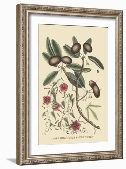 Sappadillo Tree and Bindweed-Mark Catesby-Framed Art Print