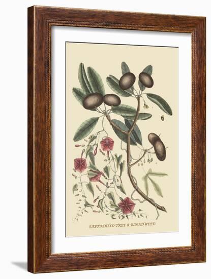 Sappadillo Tree and Bindweed-Mark Catesby-Framed Art Print