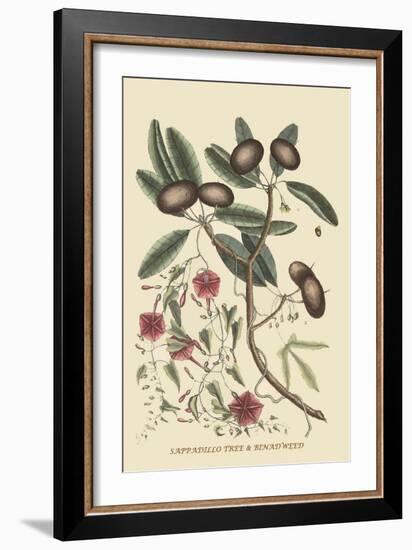 Sappadillo Tree and Bindweed-Mark Catesby-Framed Art Print