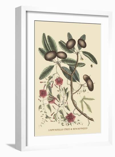 Sappadillo Tree and Bindweed-Mark Catesby-Framed Art Print
