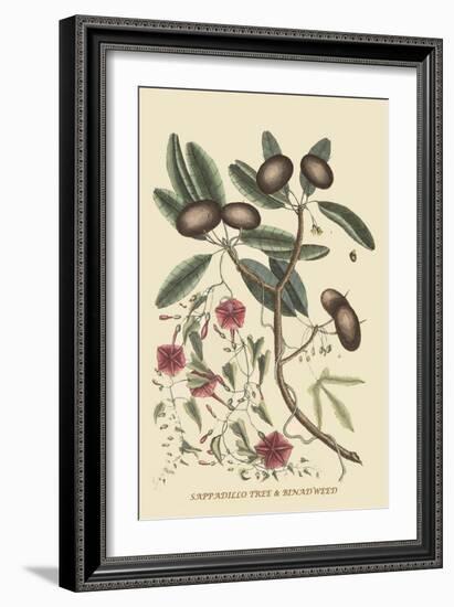 Sappadillo Tree and Bindweed-Mark Catesby-Framed Art Print