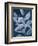Sapphire Ficus II-Grace Popp-Framed Premium Giclee Print