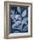 Sapphire Ficus II-Grace Popp-Framed Art Print