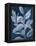 Sapphire Ficus II-Grace Popp-Framed Stretched Canvas