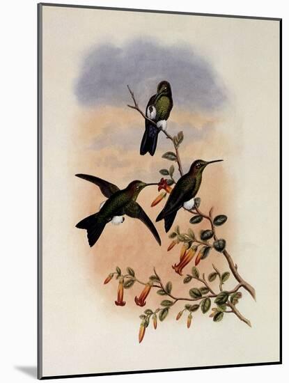 Sapphire-Vented Puffleg, Eriocnemis Sapphiropygia-John Gould-Mounted Giclee Print