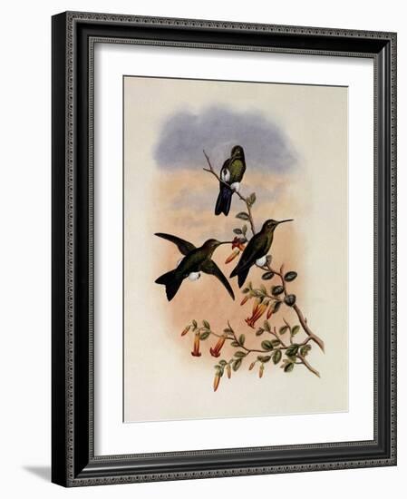 Sapphire-Vented Puffleg, Eriocnemis Sapphiropygia-John Gould-Framed Giclee Print