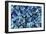 Sapphires Panned From River Gravels-Vaughan Fleming-Framed Photographic Print