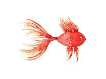 Deep Sea Red Fish-Sara Berrenson-Art Print