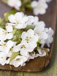 Cherry Blossom on a Wooden Board-Sara Deluca-Photographic Print