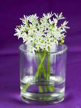 Ramsons (Wild Garlic) Flowers in a Glass-Sara Jones-Framed Photographic Print