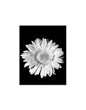 Gerbera-Sara Liu-Framed Art Print