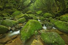 A River through Lush Rainforest along the Shiratani Unsuikyo Trail on the Southern Island of Yakush-Sara Winter-Photographic Print