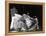 Sarah Bernhardt (1844-1923)-null-Framed Premier Image Canvas
