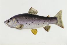 Watercolour of a Trout, Early 19th Century-Sarah Bowdich-Giclee Print