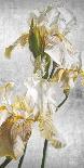 Raw Perfume-Sarah Caswell-Giclee Print