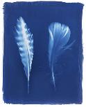 Magpie Feathers-Sarah Cheyne-Giclee Print