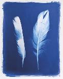 Swan and Magpie Feathers-Sarah Cheyne-Giclee Print