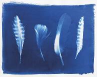 Pheasant Feather-Sarah Cheyne-Framed Giclee Print