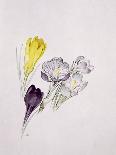 Primula Auricula-Sarah Creswell-Premium Giclee Print