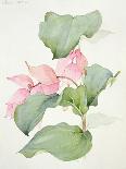 Hibiscus Rosa-Sinensis-Sarah Creswell-Framed Giclee Print