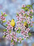 Finches in Cherry Tree-Sarah Davis-Giclee Print