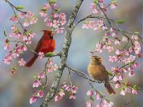 Spring Cardinals-Sarah Davis-Premier Image Canvas