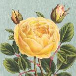 Heirloom Roses A-Sarah E. Chilton-Art Print
