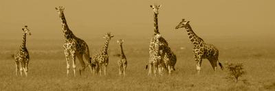 Giraffes-Sarah Farnsworth-Framed Premier Image Canvas