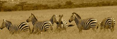 Zebras-Sarah Farnsworth-Photographic Print